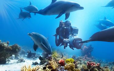 screenshoot for Diving with Dolphins