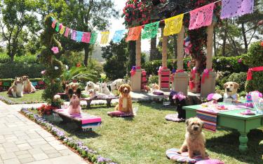 screenshoot for Beverly Hills Chihuahua 3: Viva La Fiesta!