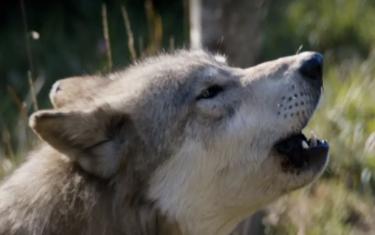 screenshoot for Misha and the Wolves