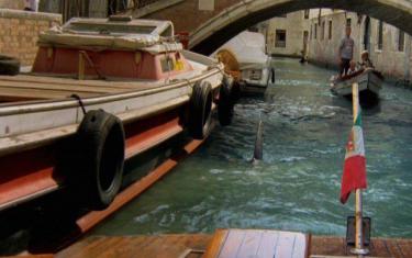 screenshoot for Shark in Venice