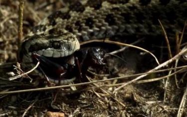 screenshoot for Terra Mater Big Bugs - Kleine Krabbler ganz groß