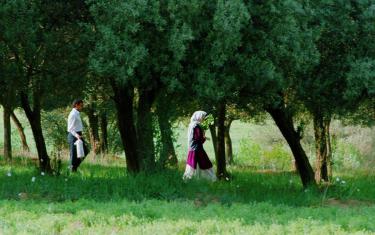 screenshoot for Through the Olive Trees