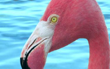 screenshoot for The Mystery of the Pink Flamingo