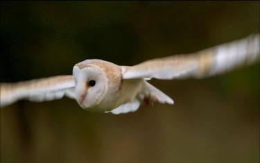 screenshoot for Nature Owl Power