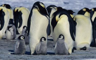 screenshoot for March of the Penguins