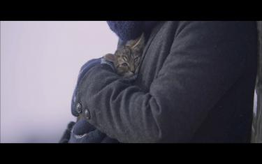 screenshoot for If Cats Disappeared from the World