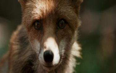 screenshoot for The Fox & the Child