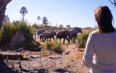 screenshoot for In the Footsteps of Elephant