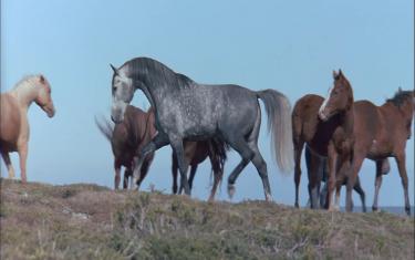 screenshoot for The Silver Brumby
