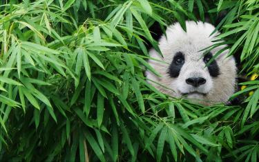 screenshoot for Pandas