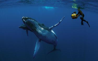 screenshoot for Humpback Whales