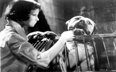 screenshoot for Eyes Without a Face